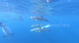 This is what swimming with a huge pod of dolphins sounds like