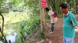 Rescued crocodiles kept at Buddist temple popular with devotees