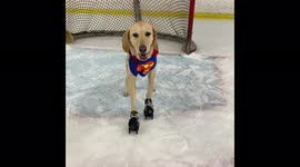 'It's a Bird, It's a Plane... It's SuperBenny the Ice-Skating Dog!'