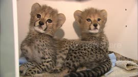 Cheetah cubs rejected by their mother are being hand-reared by San Diego zookeepers