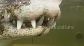 Crocodile Teeth close up of what the mouth looks like and the jaw
