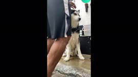 Husky likes bath funny video