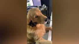 Golden retriever sits at computer while ‘shopping for doggy treats online’