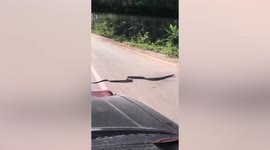 Why did the king cobra cross the road?