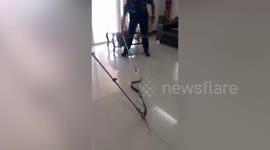 Rescuers catch radiated snake under family’s living room sofa