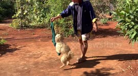 Pet pooch fights owners to protect favorite smelly rag