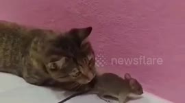 Friendly cat plays with terrified mouse
