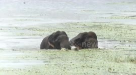 Two elephants getting strangled in a sludge or taking bath in a pond,   forest officials got confused in South India