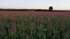Glorious field of poppies glowing under a setting sun in Shropshire, England