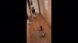 Hesitant dog will not go near doll of US sitcom character