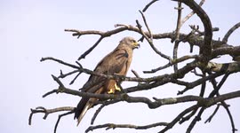 Wildlife photographer captures close up footage of wild raptors In Madrid Spain
