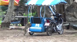 Hungry wild monkeys rampage through town to find food