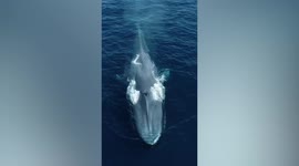 Two giant blue whales appear in front of tourist boat in California