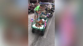 Disabled dogs relax on cushions while riding train of carts in Thailand