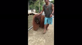 Locals amazed when massive orangutan wanders into their Indonesian village