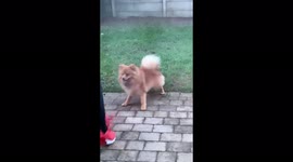 Puppy football training! Football training every day with his brother!