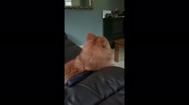 Rocky watching football on the tv . Manchester United is his favourite team but he’ll watch any game!