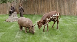 Baby rhino and ankole calf become best friends at San Diego Zoo