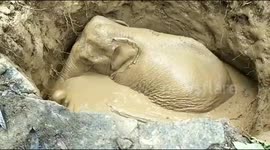 Crop-raiding elephant rescued after falling in muddy well in south India