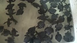 World Turtle Day 2021: Hundreds of sea turtle hatchlings released into Indonesian seas