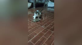 Cat and mouse surprisingly have safe time playing