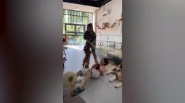 Overly protective dog adorably responds to fake attack