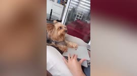 Attention-seeking dog refuses to let owner open laptop so they can play