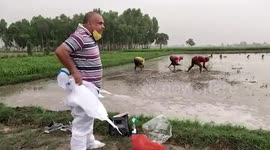 Health worker conducts COVID-19 tests in middle of crop field in Jammu and Kashmir