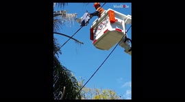 Australian white ibis dangling from tree rescued by workers with a crane