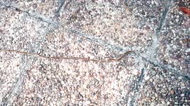 Strange hairy caterpillars form long chain across pavement in Greece