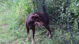 Lost Doberman dog trapped in a net rescued in Thailand