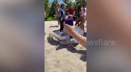 Giant turtle rescued after locals find it beached in the Indonesia