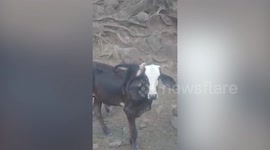 Playful Capuchin monkey rides on cow’s back on farm in Costa Rica