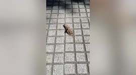 Creepy worm looks like a moving dust ball in Argentina