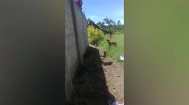 Two dogs fight each other on a thin rope in Guatemala