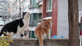 비오고 난 뒤 무료한 오후에 산책중 발견한 오를까 말까 괜히 나무 쳐다보고 있는 검은점박이와 갈색 커플 고양이