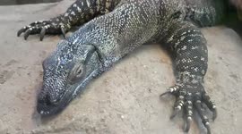 Komodo Dragon was resting on a giant rock in its enclosure on this hot day