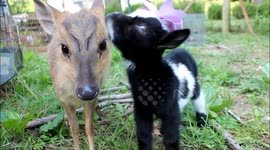 Baby goat and Muntjac deer are best friends
