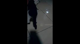 Kitten vs Baby Spider