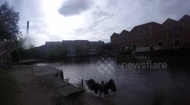 Geese launches attack at Go Pro Camera