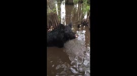 Wild swamp hog swimming
