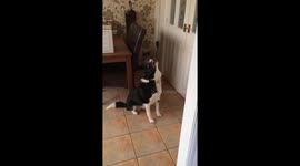Collie wolf whistles