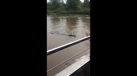 Wild Alligator eats a hotdog