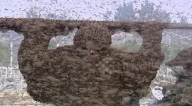 Man wears world's heaviest bee suit