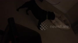 Pug barks so hard he almost vomits