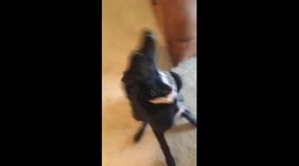 Dog Vs Peanut Butter
