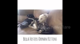Bella the Pit Bull Fosters Orphan Kittens