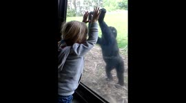 Baby gorilla tries to hold hands with girl