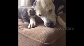 Pit bull fosters orphaned kittens