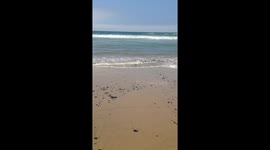 Oil Clumps on Manhattan Beach, CA